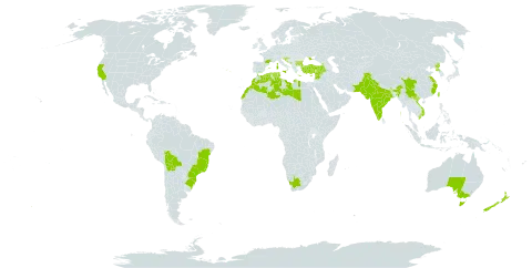 Laurus nobilis world distribution map, present in Australia, Bulgaria, Bosnia and Herzegovina, Bolivia (Plurinational State of), Brazil, China, Cyprus, Algeria, Spain, France, Georgia, Gibraltar, Greece, Croatia, India, Israel, Italy, Lebanon, Libya, Morocco, North Macedonia, Malta, Montenegro, New Zealand, Pakistan, Korea (Democratic People's Republic of), Portugal, Serbia, Slovenia, Syrian Arab Republic, Tunisia, Turkey, Taiwan, Province of China, Ukraine, United States of America, Viet Nam, and South Africa