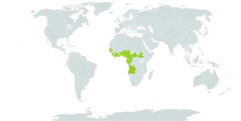 Lecaniodiscus cupanioides world distribution map, present in Angola, Benin, Burkina Faso, Central African Republic, Côte d'Ivoire, Cameroon, Congo, Gabon, Ghana, Guinea, Guinea-Bissau, Equatorial Guinea, Jamaica, Liberia, Nigeria, Senegal, Sierra Leone, South Sudan, Togo, and Uganda