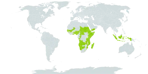 Ledebouria world distribution map, present in Angola, Benin, Botswana, Central African Republic, Congo, Eritrea, Ethiopia, Ghana, Guinea, Gambia, Guinea-Bissau, Indonesia, Kenya, Lesotho, Madagascar, Mali, Mozambique, Namibia, Nigeria, Sudan, Senegal, Somalia, eSwatini, Chad, Togo, Tanzania, United Republic of, Uganda, Yemen, and Zambia