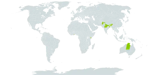 Leea alata world distribution map, present in Australia, Bhutan, Ghana, India, Kenya, Myanmar, Nepal, and Pakistan