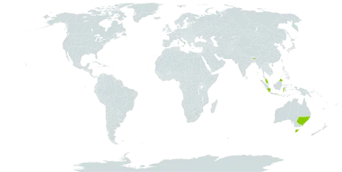 Leea angulata world distribution map, present in Australia, Indonesia, India, Italy, Malaysia, Philippines, Singapore, Thailand, and Uruguay