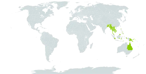 Leea rubra world distribution map, present in Australia, Bangladesh, Indonesia, India, Cambodia, Lao People's Democratic Republic, Sri Lanka, Myanmar, Malaysia, Philippines, Papua New Guinea, Singapore, Thailand, Timor-Leste, Uruguay, and Viet Nam