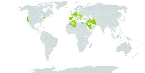 Legousia speculum-veneris world distribution map, present in Albania, Austria, Bulgaria, Switzerland, Cyprus, Czech Republic, Germany, Algeria, Egypt, Spain, France, Greece, Hungary, Iran (Islamic Republic of), Iraq, Italy, Netherlands, Palau, Portugal, Romania, Saudi Arabia, Turks and Caicos Islands, and United States of America