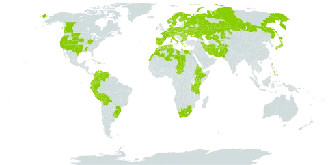 Lemna gibba world distribution map, present in Afghanistan, Albania, Austria, Bulgaria, Belarus, Bolivia (Plurinational State of), Brazil, Canada, Switzerland, Colombia, Czech Republic, Germany, Denmark, Algeria, Ecuador, Egypt, Eritrea, Spain, Ethiopia, Finland, France, Greece, Haiti, Hungary, Ireland, Iran (Islamic Republic of), Italy, Japan, Kazakhstan, Kenya, Libya, Morocco, Netherlands, Norway, Pakistan, Peru, Philippines, Palau, Poland, Portugal, Romania, Russian Federation, Sweden, Turks and Caicos Islands, Chad, Tunisia, Tanzania, United Republic of, Ukraine, Uruguay, United States of America, Uzbekistan, Venezuela (Bolivarian Republic of), and South Africa