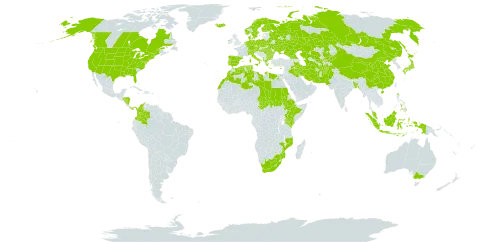 Lemna minor world distribution map, present in Afghanistan, Åland Islands, Albania, Australia, Austria, Bangladesh, Bulgaria, Belarus, Bermuda, Canada, Switzerland, China, Colombia, Cyprus, Czech Republic, Germany, Denmark, Algeria, Egypt, Spain, Ethiopia, Finland, France, Micronesia (Federated States of), Georgia, Greece, Honduras, Hungary, Indonesia, Ireland, Iran (Islamic Republic of), Iraq, Iceland, Italy, Japan, Kazakhstan, Kenya, Kyrgyzstan, Libya, Lesotho, Morocco, Mozambique, Malaysia, Nicaragua, Netherlands, Norway, Nepal, Pakistan, Panama, Philippines, Palau, Poland, Portugal, Romania, Russian Federation, Sudan, Singapore, Svalbard and Jan Mayen, Sweden, Turks and Caicos Islands, Chad, Turkmenistan, Tunisia, Uganda, Ukraine, United States of America, Uzbekistan, and South Africa