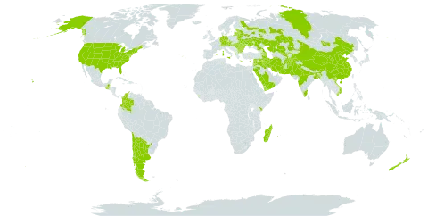 Lens culinaris subsp. culinaris world distribution map, present in Afghanistan, Albania, Argentina, Armenia, Austria, Azerbaijan, Bangladesh, Bulgaria, Belarus, Switzerland, Chile, China, Colombia, Cyprus, Czech Republic, Germany, Ecuador, Spain, Estonia, France, Greece, Guatemala, Hungary, India, Iran (Islamic Republic of), Iraq, Israel, Italy, Jordan, Kazakhstan, Kenya, Kyrgyzstan, Lebanon, Sri Lanka, Lithuania, Latvia, Moldova (Republic of), Madagascar, Mongolia, Northern Mariana Islands, Mauritius, Mayotte, Nepal, New Zealand, Pakistan, Portugal, Réunion, Romania, Russian Federation, Saudi Arabia, Syrian Arab Republic, Tajikistan, Ukraine, United States of America, Uzbekistan, Viet Nam, and Yemen