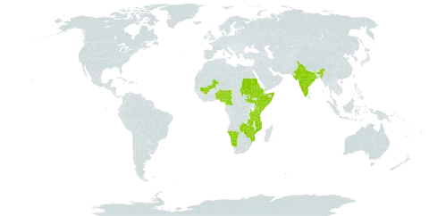 Lepidagathis scariosa world distribution map, present in Benin, Cameroon, Eritrea, Ethiopia, India, Kenya, Mali, Mozambique, Namibia, Nigeria, Sudan, Somalia, South Sudan, Tanzania, United Republic of, Uganda, Yemen, Zambia, and Zimbabwe