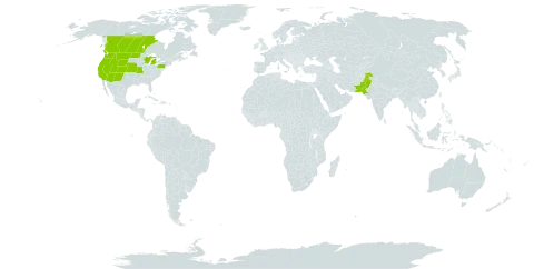 Lepidium appelianum world distribution map, present in Canada, Pakistan, and United States of America