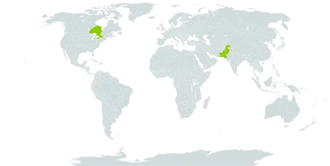 Lepidium aucheri world distribution map, present in Canada and Pakistan