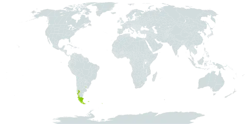 Leptinella scariosa world distribution map, present in Argentina, Chile, Falkland Islands (Malvinas), South Georgia and the South Sandwich Islands, and Uruguay