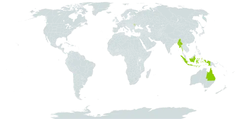 Leptochloa neesii world distribution map, present in Australia, Indonesia, Moldova (Republic of), and Myanmar