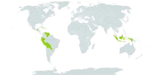 Leptochloa pluriflora world distribution map, present in Bolivia (Plurinational State of), Cuba, Ecuador, Guatemala, Indonesia, Peru, Paraguay, and Venezuela (Bolivarian Republic of)