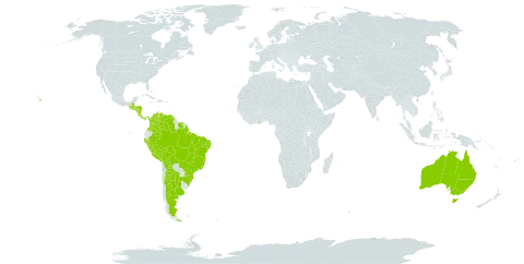 Leucaena leucocephala subsp. glabrata world distribution map, present in Argentina, Australia, Bahamas, Bolivia (Plurinational State of), Brazil, Colombia, Costa Rica, Ghana, Guatemala, Honduras, Nicaragua, Panama, Peru, Singapore, El Salvador, Suriname, Uganda, United States of America, and Venezuela (Bolivarian Republic of)