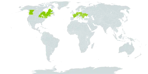 Leucanthemella serotina world distribution map, present in Bulgaria, Bosnia and Herzegovina, Canada, Switzerland, Germany, France, United Kingdom of Great Britain and Northern Ireland, Croatia, Hungary, Liechtenstein, Moldova (Republic of), Poland, Romania, Serbia, Slovakia, Ukraine, and United States of America