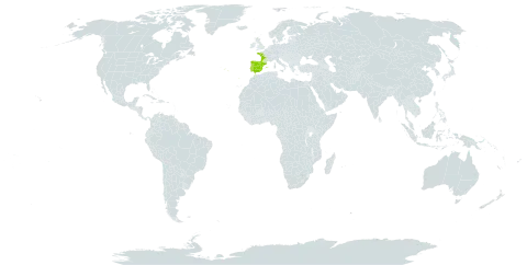 Leucanthemum ircutianum subsp. crassifolium world distribution map, present in Spain, France, United Kingdom of Great Britain and Northern Ireland, and Portugal