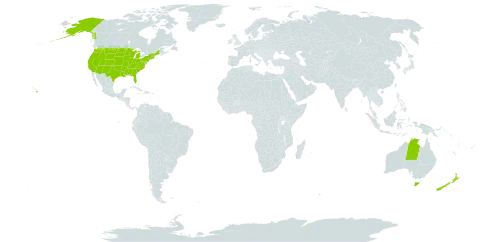 Leucanthemum world distribution map, present in Australia, New Zealand, and United States of America