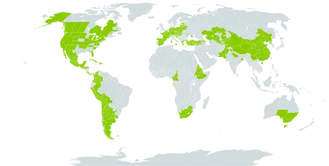 Leucanthemum vulgare subsp. vulgare world distribution map, present in Andorra, Argentina, Armenia, Australia, Austria, Azerbaijan, Belgium, Bosnia and Herzegovina, Belarus, Bolivia (Plurinational State of), Canada, Switzerland, Chile, China, Cameroon, Colombia, Costa Rica, Cuba, Czech Republic, Germany, Dominican Republic, Eritrea, Spain, Estonia, Ethiopia, Falkland Islands (Malvinas), France, United Kingdom of Great Britain and Northern Ireland, Greece, Guatemala, Honduras, Croatia, Haiti, Hungary, India, Italy, Kazakhstan, Kyrgyzstan, Liechtenstein, Lithuania, Latvia, Moldova (Republic of), Mexico, North Macedonia, Montenegro, Mauritius, Nepal, New Zealand, Pakistan, Panama, Peru, Poland, Korea (Democratic People's Republic of), Portugal, Russian Federation, Saint Helena, Ascension and Tristan da Cunha, El Salvador, Serbia, Slovakia, Slovenia, Tajikistan, Turkey, Ukraine, Uruguay, United States of America, Uzbekistan, and South Africa