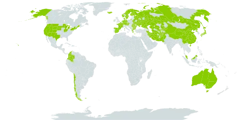 Leymus world distribution map, present in Afghanistan, Australia, Austria, Bulgaria, Belarus, Chile, China, Colombia, Czech Republic, Germany, Denmark, Spain, Finland, Falkland Islands (Malvinas), France, Micronesia (Federated States of), Greece, Ireland, Iran (Islamic Republic of), Iceland, Japan, Kazakhstan, Kyrgyzstan, Montenegro, Malaysia, Netherlands, Norway, Nepal, Pakistan, Korea (Democratic People's Republic of), Romania, Russian Federation, Sweden, Turks and Caicos Islands, Turkmenistan, Ukraine, United States of America, and Uzbekistan