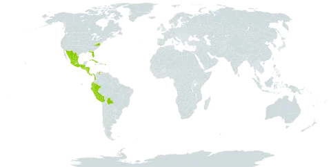 Licaria triandra world distribution map, present in Belize, Bolivia (Plurinational State of), Colombia, Costa Rica, Cuba, Ecuador, Guatemala, Honduras, Jamaica, Mexico, Martinique, Nicaragua, Panama, Peru, Puerto Rico, El Salvador, United States of America, and Venezuela (Bolivarian Republic of)