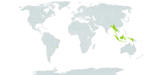 Licuala peltata world distribution map, present in Andorra, Bangladesh, Brazil, Indonesia, Myanmar, and Thailand