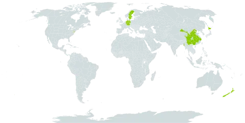 Ligularia dentata subsp. dentata world distribution map, present in China, Germany, United Kingdom of Great Britain and Northern Ireland, Japan, Myanmar, New Zealand, Sweden, and United States of America