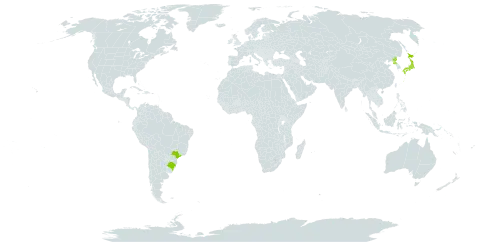 Ligustrum ibota world distribution map, present in Brazil, Japan, and Korea (Democratic People's Republic of)