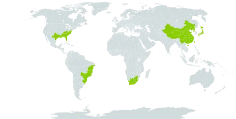 Ligustrum japonicum world distribution map, present in Åland Islands, Brazil, China, Japan, Lesotho, Korea (Democratic People's Republic of), Taiwan, Province of China, United States of America, and South Africa