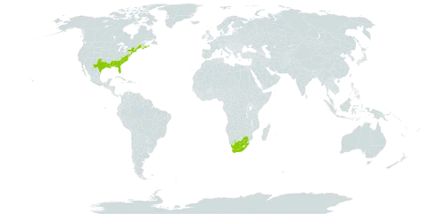 Lilaeopsis chinensis world distribution map, present in Canada, United States of America, and South Africa