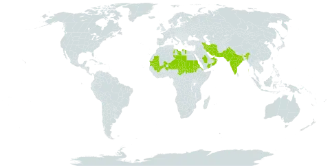 Limeum obovatum world distribution map, present in United Arab Emirates, Eritrea, India, Iran (Islamic Republic of), Libya, Mali, Mauritania, Niger, Oman, Pakistan, Saudi Arabia, Sudan, Chad, and Yemen