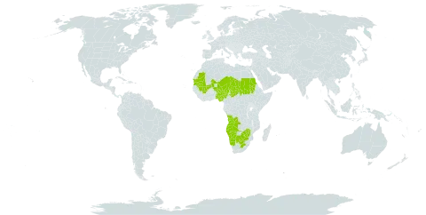 Limeum pterocarpum world distribution map, present in Angola, Burkina Faso, Botswana, Mali, Mauritania, Namibia, Niger, Nigeria, Sudan, Chad, South Africa, and Zimbabwe