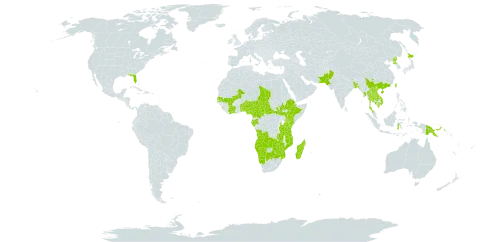 Limnophila indica world distribution map, present in Angola, Benin, Burkina Faso, Bangladesh, Botswana, Central African Republic, China, Côte d'Ivoire, Cameroon, Ethiopia, Gabon, Guam, Indonesia, India, Japan, Kenya, Cambodia, Lao People's Democratic Republic, Sri Lanka, Madagascar, Mali, Myanmar, Mozambique, Malawi, Malaysia, Namibia, Nigeria, Nepal, Pakistan, Philippines, Papua New Guinea, Korea (Democratic People's Republic of), Senegal, South Sudan, Chad, Togo, Thailand, Taiwan, Province of China, Tanzania, United Republic of, Uganda, United States of America, Viet Nam, South Africa, Zambia, and Zimbabwe