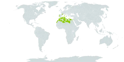 Limoniastrum monopetalum world distribution map, present in Algeria, Egypt, Spain, France, Greece, Italy, Libya, Morocco, Portugal, and Tunisia