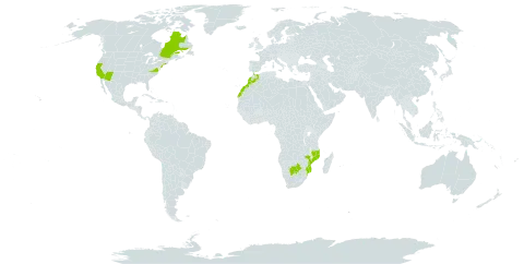 Linaria bipartita world distribution map, present in Botswana, Canada, Morocco, Mozambique, and United States of America