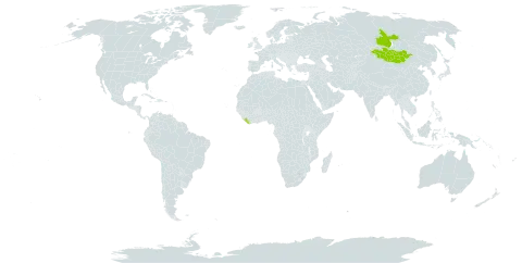 Linaria buriatica world distribution map, present in Liberia, Mongolia, and Russian Federation