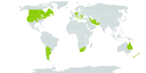 Linaria dalmatica world distribution map, present in Albania, Argentina, Armenia, Australia, Azerbaijan, Bulgaria, Bosnia and Herzegovina, Canada, Germany, Greece, Croatia, India, Iran (Islamic Republic of), Italy, North Macedonia, Montenegro, New Zealand, Pakistan, Romania, Serbia, United States of America, and South Africa