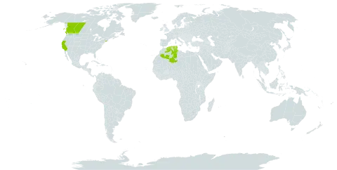 Linaria pinifolia world distribution map, present in Canada, Algeria, Tunisia, and United States of America