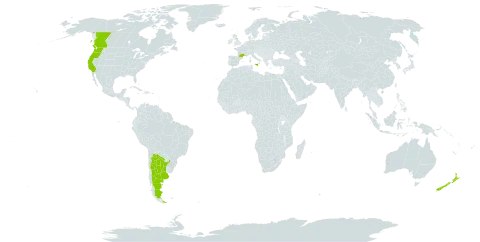 Linaria purpurea world distribution map, present in Argentina, Canada, France, United Kingdom of Great Britain and Northern Ireland, Italy, New Zealand, and United States of America