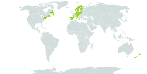 Linaria repens world distribution map, present in Andorra, Austria, Belgium, Canada, Switzerland, Czech Republic, Germany, Denmark, Spain, Estonia, Finland, France, United Kingdom of Great Britain and Northern Ireland, Croatia, Italy, Lithuania, Luxembourg, Netherlands, Norway, New Zealand, Poland, Saint Pierre and Miquelon, Sweden, and United States of America