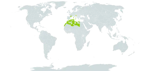 Linaria triphylla world distribution map, present in Algeria, Spain, France, Greece, Croatia, Israel, Italy, Libya, Morocco, Malta, and Tunisia