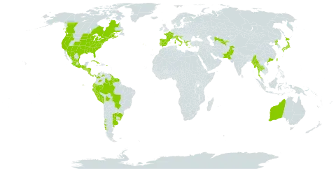 Lindernia dubia world distribution map, present in Albania, Argentina, Australia, Bosnia and Herzegovina, Bolivia (Plurinational State of), Brazil, Canada, Chile, China, Colombia, Costa Rica, Cuba, Ecuador, Spain, France, Greece, Guatemala, French Guiana, Guyana, Honduras, Croatia, Italy, Japan, Mexico, Myanmar, Nicaragua, Pakistan, Panama, Peru, Puerto Rico, Korea (Democratic People's Republic of), Portugal, Paraguay, El Salvador, Suriname, Slovenia, Thailand, Taiwan, Province of China, Uruguay, United States of America, Uzbekistan, and Venezuela (Bolivarian Republic of)