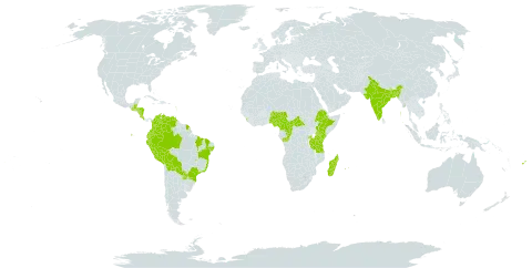 Lindernia rotundifolia world distribution map, present in Bangladesh, Belize, Bolivia (Plurinational State of), Brazil, Central African Republic, Cameroon, Congo, Colombia, Costa Rica, Dominica, Ecuador, Ethiopia, Fiji, Guadeloupe, Guatemala, French Guiana, Honduras, India, Kenya, Sri Lanka, Madagascar, Myanmar, Martinique, Mauritius, Malawi, Mayotte, Nigeria, Nicaragua, Peru, Paraguay, Réunion, Rwanda, Tanzania, United Republic of, Uganda, and Venezuela (Bolivarian Republic of)