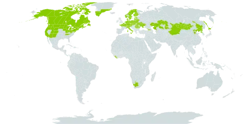 Linnaea borealis world distribution map, present in Austria, Belarus, Canada, Switzerland, China, Czech Republic, Germany, Denmark, Estonia, Finland, France, United Kingdom of Great Britain and Northern Ireland, Georgia, Greenland, Italy, Japan, Kazakhstan, Liberia, Lithuania, Latvia, Mongolia, Netherlands, Norway, Poland, Korea (Democratic People's Republic of), Romania, Russian Federation, Saint Pierre and Miquelon, Slovakia, Slovenia, Sweden, Ukraine, United States of America, and South Africa