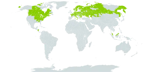 Liparis loeselii world distribution map, present in Åland Islands, Austria, Bulgaria, Belarus, Canada, Switzerland, Czech Republic, Germany, Denmark, Finland, France, Micronesia (Federated States of), Hungary, Italy, Kazakhstan, Malaysia, Nicaragua, Netherlands, Norway, Poland, Romania, Russian Federation, Sweden, Ukraine, and United States of America