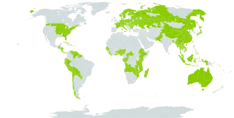 Liparis world distribution map, present in Angola, Åland Islands, Andorra, Australia, Austria, Benin, Burkina Faso, Bangladesh, Bulgaria, Belarus, Belize, Bolivia (Plurinational State of), Central African Republic, Switzerland, Chile, China, Congo, Cook Islands, Comoros, Costa Rica, Cuba, Czech Republic, Germany, Dominica, Denmark, Ecuador, Ethiopia, Finland, Fiji, France, Micronesia (Federated States of), Gabon, Georgia, Ghana, Guinea, Guinea-Bissau, Guatemala, Guyana, Honduras, Haiti, Hungary, Indonesia, Italy, Jamaica, Japan, Kazakhstan, Kenya, Lao People's Democratic Republic, Liberia, Moldova (Republic of), Madagascar, Myanmar, Mozambique, Mauritius, Malaysia, Nigeria, Nicaragua, Netherlands, Norway, Nepal, Pakistan, Panama, Peru, Philippines, Poland, Puerto Rico, Korea (Democratic People's Republic of), Paraguay, Réunion, Romania, Russian Federation, Rwanda, Senegal, Solomon Islands, Sierra Leone, Suriname, Sweden, eSwatini, Seychelles, Togo, Thailand, Tonga, Taiwan, Province of China, Tanzania, United Republic of, Uganda, Ukraine, United States of America, Venezuela (Bolivarian Republic of), Viet Nam, Vanuatu, Wallis and Futuna, Samoa, Zambia, and Zimbabwe