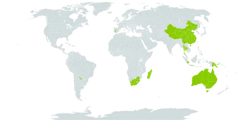 Lipocarpha chinensis world distribution map, present in Argentina, Australia, China, Algeria, Spain, Indonesia, Iceland, Sri Lanka, Madagascar, Nigeria, Philippines, Papua New Guinea, Thailand, Uruguay, and South Africa