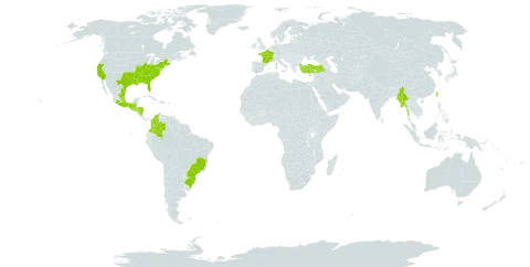 Liquidambar styraciflua world distribution map, present in Belize, Brazil, Colombia, Cyprus, France, Guatemala, Honduras, Mexico, Myanmar, Nicaragua, El Salvador, Turkey, Taiwan, Province of China, and United States of America