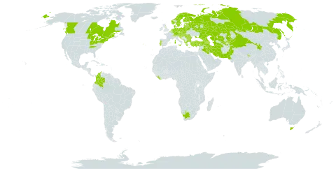 Lithospermum officinale world distribution map, present in Afghanistan, Albania, Andorra, Armenia, Australia, Austria, Azerbaijan, Belgium, Bulgaria, Bosnia and Herzegovina, Belarus, Bhutan, Canada, Switzerland, China, Colombia, Czech Republic, Germany, Denmark, Spain, Estonia, Finland, France, United Kingdom of Great Britain and Northern Ireland, Georgia, Greece, Croatia, Hungary, India, Iran (Islamic Republic of), Iraq, Italy, Kazakhstan, Kyrgyzstan, Lebanon, Liberia, Liechtenstein, Lithuania, Luxembourg, Latvia, North Macedonia, Montenegro, Netherlands, Norway, Nepal, Pakistan, Poland, Portugal, Romania, Russian Federation, Serbia, Slovakia, Slovenia, Sweden, Tajikistan, Turkmenistan, Turkey, Ukraine, United States of America, Uzbekistan, and South Africa