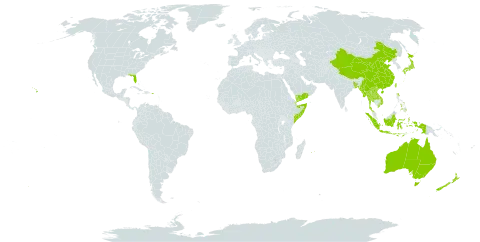 Livistona world distribution map, present in Andorra, Australia, Bangladesh, Bermuda, China, Djibouti, Dominica, Indonesia, Japan, Lao People's Democratic Republic, Myanmar, Mauritius, New Zealand, Philippines, Puerto Rico, Réunion, Somalia, Thailand, Taiwan, Province of China, United States of America, Viet Nam, and Yemen