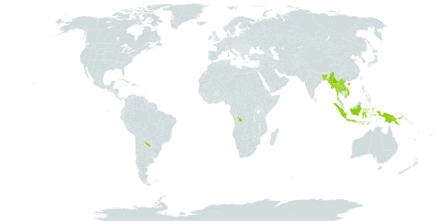 Lobelia alsinoides world distribution map, present in Andorra, Argentina, Bangladesh, China, Congo (Democratic Republic of the), Indonesia, India, Lao People's Democratic Republic, Myanmar, Malaysia, Nepal, Philippines, Papua New Guinea, Singapore, Thailand, and Viet Nam