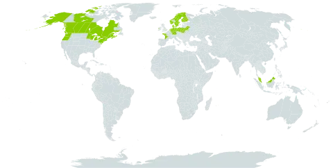 Lobelia dortmanna world distribution map, present in Belarus, Canada, Germany, Denmark, Finland, France, Ireland, Malaysia, Netherlands, Norway, Poland, Sweden, and United States of America